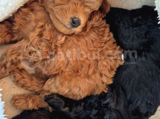 Evimizde Bakılan Orjinal Toy Poodle Yavrular görsel