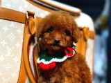 BABY FACE POODLE YAVRUMUZ