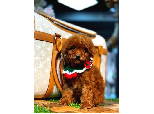 Baby Face Poodle Yavrumuz