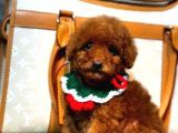 KORE POODLE YAVRUMUZ