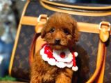 Kore Poodle Yavrumuz