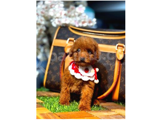 Kore Poodle Yavrumuz görsel