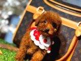 Kore Poodle Yavrumuz