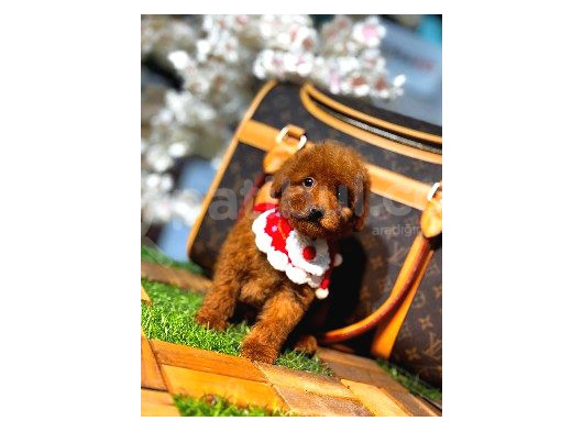 Kore Poodle Yavrumuz görsel