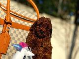 Red Poodle Yavrumuz