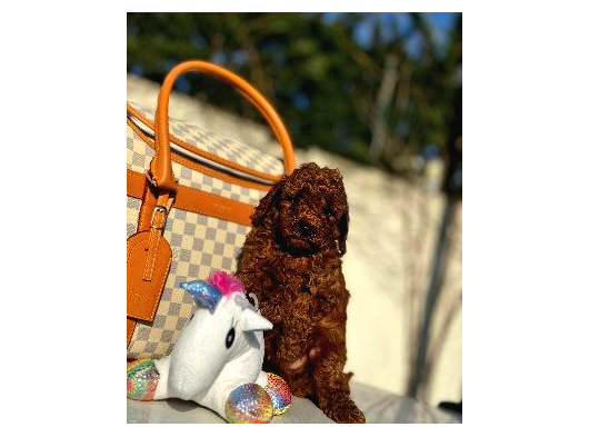 Red Poodle Yavrumuz görsel