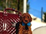 RED POODLE YAVRUMUZ