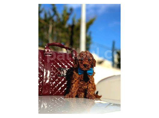 Red Poodle Yavrumuz
