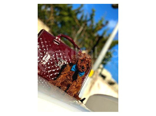 Red Poodle Yavrumuz görsel