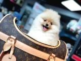 Baby Face Pomerani̇an Boo Yavrumuz