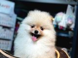 BABY FACE POMERANİAN BOO YAVRUMUZ