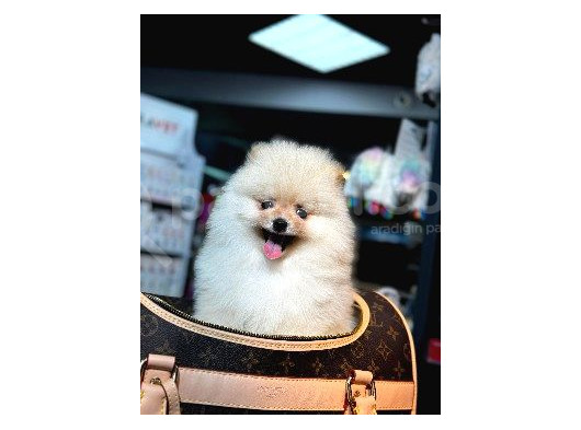 Baby Face Pomerani̇an Boo Yavrumuz