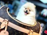 Baby Face Pomerani̇an Boo Yavrumuz