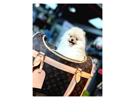 Baby Face Pomerani̇an Boo Yavrumuz görsel