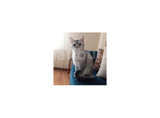 7 Aylik Si̇lver Bri̇ti̇sh Shorthai̇r görsel