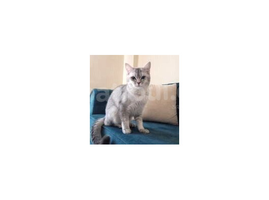 7 Aylik Si̇lver Bri̇ti̇sh Shorthai̇r
