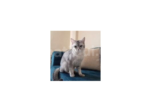7 Aylik Si̇lver Bri̇ti̇sh Shorthai̇r görsel