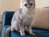 7 Aylik Si̇lver Bri̇ti̇sh Shorthai̇r