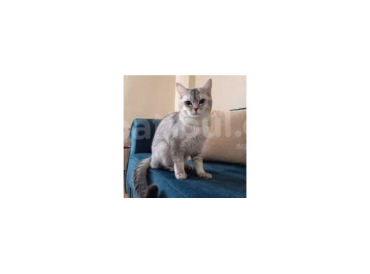 7 Aylik Si̇lver Bri̇ti̇sh Shorthai̇r görsel