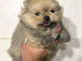 TEACUP GARANTİLİ BEARFACE KIZIMIZ