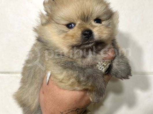 Teacup Garanti̇li̇ Bearface Kizimiz