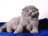 Eşsiz Kalitede Gri Scottish Fold