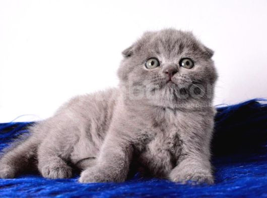 Eşsiz Kalitede Gri Scottish Fold görsel