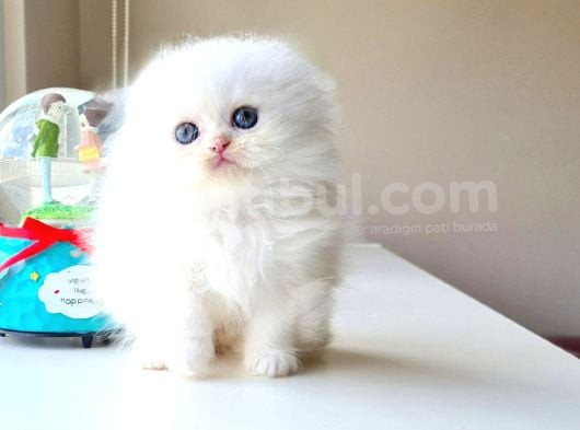 Süt Beyazi Sifir Kulak Scotti̇sh Fold Longhai̇r Yavrum