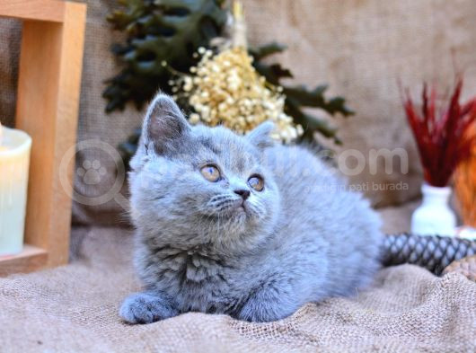Yuvarlak Kafa Gri British Shorthair görsel