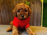 Di̇şi̇ Toy Poodle