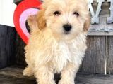 Maltipo cinsi yavrular kahve tonlu mini boy puppy