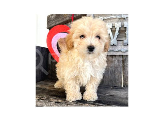 Maltipo Cinsi Yavrular Kahve Tonlu Mini Boy Puppy
