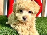 Maltipo Cinsi Yavrular Kahve Tonlu Mini Boy Puppy