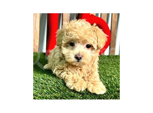 Maltipo Cinsi Yavrular Kahve Tonlu Mini Boy Puppy görsel
