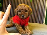 DİŞİ TOY POODLE