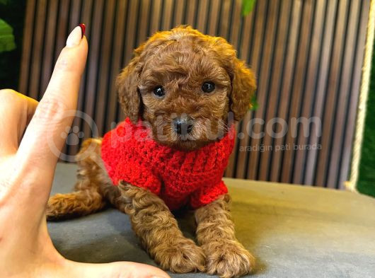 Di̇şi̇ Toy Poodle