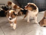 Rough Collie Yavruları Yeni Ailelerine Gitmek Için Hazır