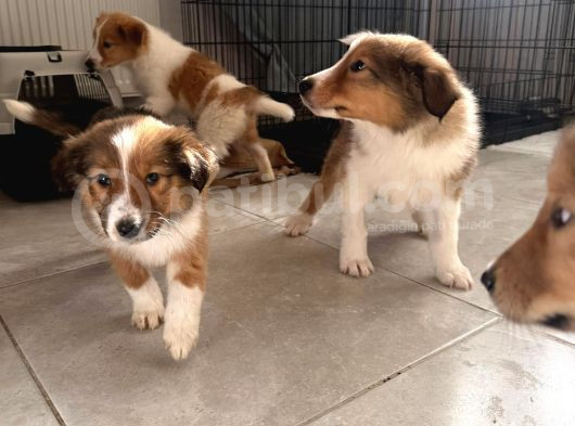 Rough Collie Yavruları Yeni Ailelerine Gitmek Için Hazır görsel