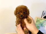 Mini boy puppy kıpkırmızı Red TOOY POODLE
