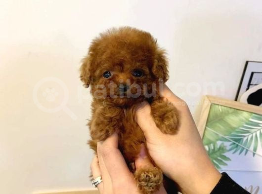Mini Boy Puppy Kıpkırmızı Red Tooy Poodle