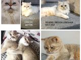 SECERELİ BRİTİSH SHORTHAİR VE LONGHAİR KEDİLER