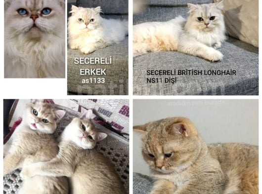 Secereli̇ Bri̇ti̇sh Shorthai̇r Ve Longhai̇r Kedi̇ler