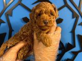 RUHSATLI ÜRETİM ÇİFTLİĞİNDEN TOY POODLE BEBEKLER