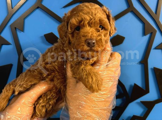 Ruhsatli Üreti̇m Çi̇ftli̇ği̇nden Toy Poodle Bebekler