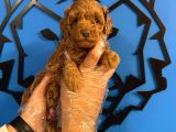 Ruhsatli Üreti̇m Çi̇ftli̇ği̇nden Toy Poodle Bebekler