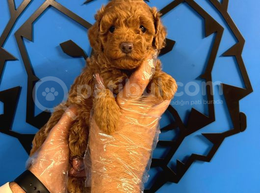 Ruhsatli Üreti̇m Çi̇ftli̇ği̇nden Toy Poodle Bebekler görsel