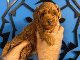 Ruhsatli Üreti̇m Çi̇ftli̇ği̇nden Toy Poodle Bebekler