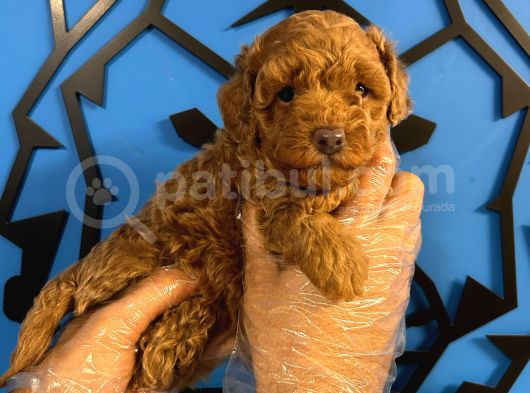 Ruhsatli Üreti̇m Çi̇ftli̇ği̇nden Toy Poodle Bebekler görsel