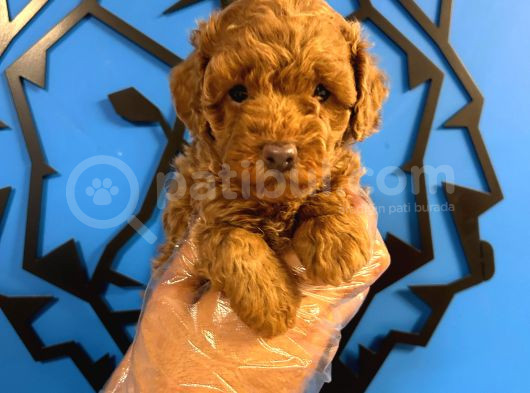 Ruhsatli Üreti̇m Çi̇ftli̇ği̇nden Toy Poodle Bebekler görsel