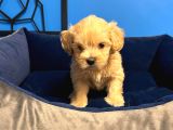 IRK GARANTİLİ RUHSATLI ÜRETİM ÇİFTLİĞİNDEN MALTİPOO BEBEKLER